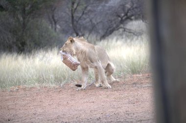 Güney Afrika 'daki Kruger Park' ta yerde aslanlar var.