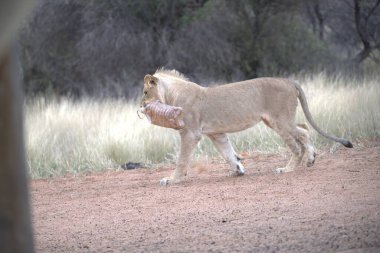 Güney Afrika 'daki Kruger Ulusal Parkı' ndaki savanda beyaz bir aslanın güzel bir resmi.