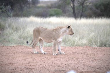 Savanadaki şirin bir aslanın yakın plan fotoğrafı.