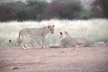 Aslanlar yerde dinleniyor Etoşa, namibya 'da.