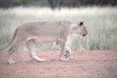 Güzel bir aslan savanadaki kumda yürüyor.