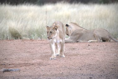 Kruger Ulusal Parkı 'nda aslan yavrusu - Güney Afrika