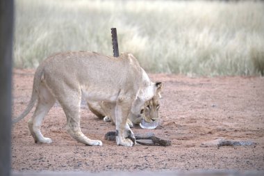 Savanadaki vahşi bir aslan