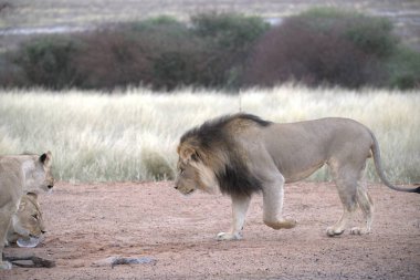 Güney Afrika 'daki Kruger Ulusal Parkı' nda aslanlar.