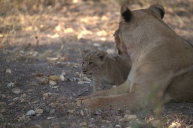 Aslan yavrusu dinleniyor ve anne
