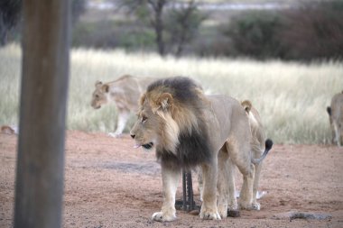 Safari parkında aslan.
