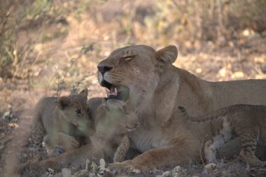 Savanada dişi aslan ve yavru.