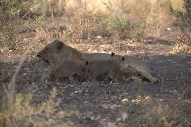 Çim Chobe Ulusal Parkı, Botswana'da yürüyen bir aslan yavrusu