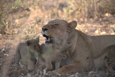 Savanadaki aslan ailesi.