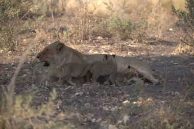 Doğadaki aslan ailesi.