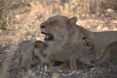 Lions ailesi Güney Afrika 'daki Kruger parkında..