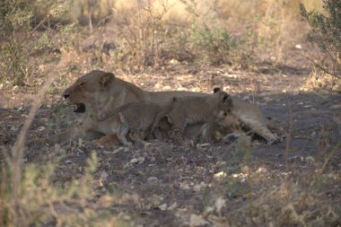 Aslanlar Panthera Leo ailesidir.