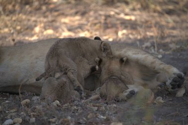 Güney Afrika 'daki Kruger Ulusal Parkı' nda kumların üzerinde yatan aslan yavruları..