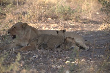 Savannah 'da aslan yavrusu