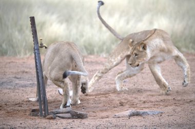 Vahşi aslan savanada yürüyor.