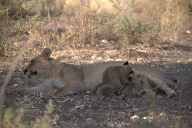 Kenya 'daki savanada aslan yavruları
