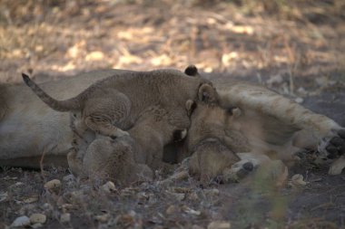 Afrika 'da savanadaki aslan