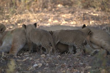Bir grup genç domuz tarlada.