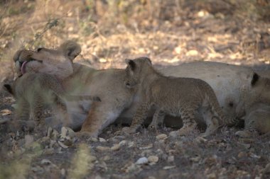 Parkta aslanlar oynuyor.