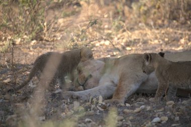 Hayvanat bahçesindeki aslanlar
