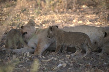 Dişi aslan, aslan yavrusu doğa habitatı, vahşi yaşam, Güney Afrika, vahşi yaşam sahnesi