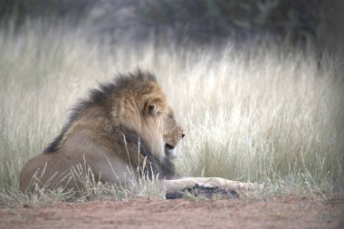 Güney Afrika 'daki Kruger Ulusal Parkı' nda aslan var.