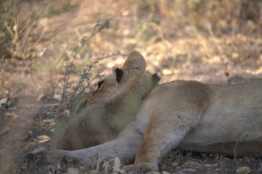 Kenya 'nın ulusal doğasında aslan