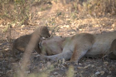 Hayvanat bahçesindeki aslanlar