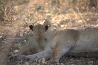 Hayvanat bahçesinde bir aslan