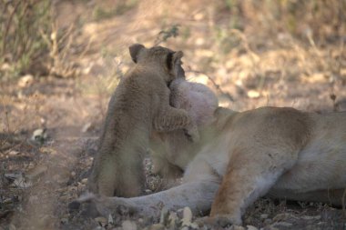 Hayvanat bahçesinde dişi aslan.