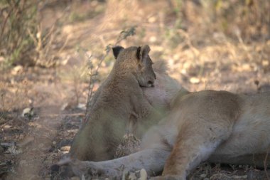 Vahşi doğada dişi aslan.