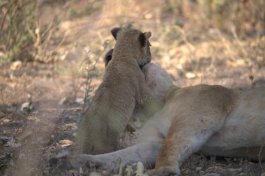 Hayvanat bahçesindeki dişi bir aslan.