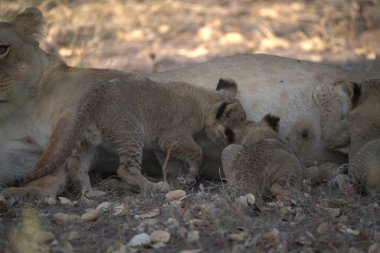 Güney Afrika 'daki Kruger Ulusal Parkı' nda aslan yavruları