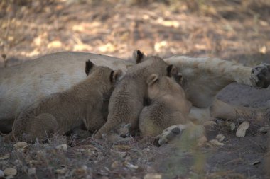 Vahşi bir aslan grubu.