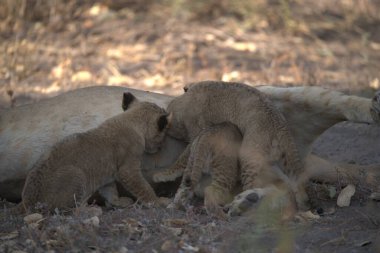 Ormandaki şirin bir aslanın yakın plan fotoğrafı.