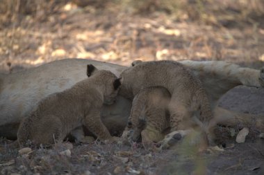 Hayvanat bahçesindeki genç aslanlar