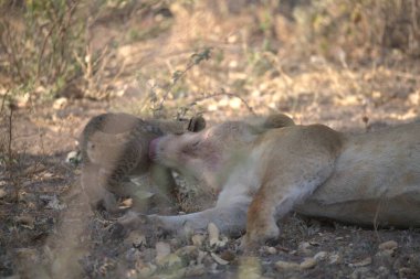 Yetişkin bir aslanın çimenlikteki yakın çekimi.