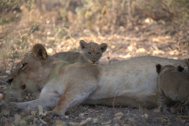 Güney Afrika 'daki Kruger Ulusal Parkı' nda aslan yavrusu.