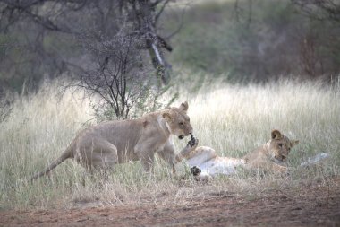 Parktaki bir grup aslan.