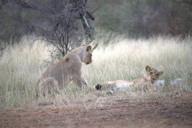 Otların arasında oynayan aslan yavrusu