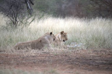 Afrika bozkırlarındaki aslanlar.