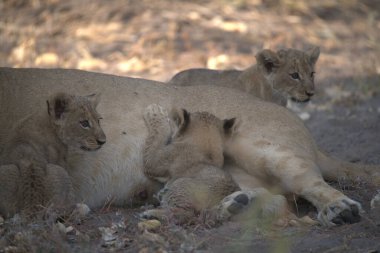 Aslan yavruları çimenlerde birlikte yatıyorlar..