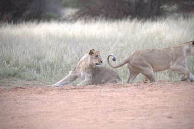Güney Afrika 'daki Kruger Ulusal Parkı' nda aslan var.