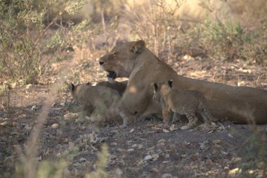 Güney Afrika 'daki Kruger parkında aslan yavrusu.