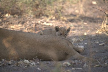 Savannah 'da aslan yavrusu