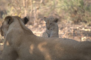Hayvanat bahçesindeki genç aslanlar