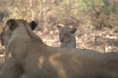 Genç dişi aslan yavrusu