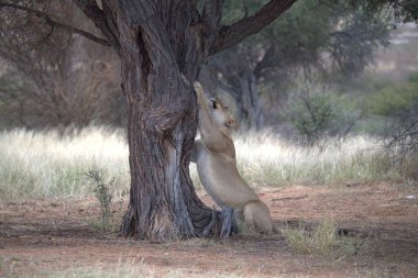 Güney Afrika savanındaki aslan.