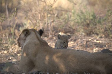 Güney Afrika 'daki Kruger Park' taki aslanlar..