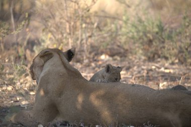 Ormandaki bir aslanın yakın plan fotoğrafı.